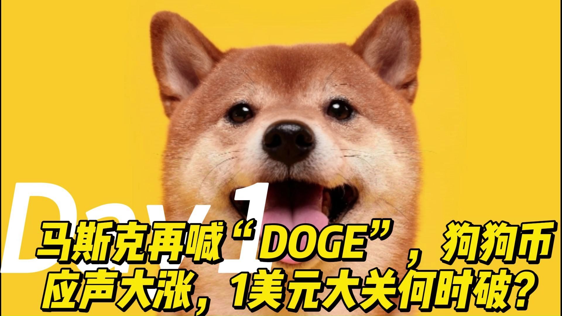 doge今日价格行情(doggy最新价格)