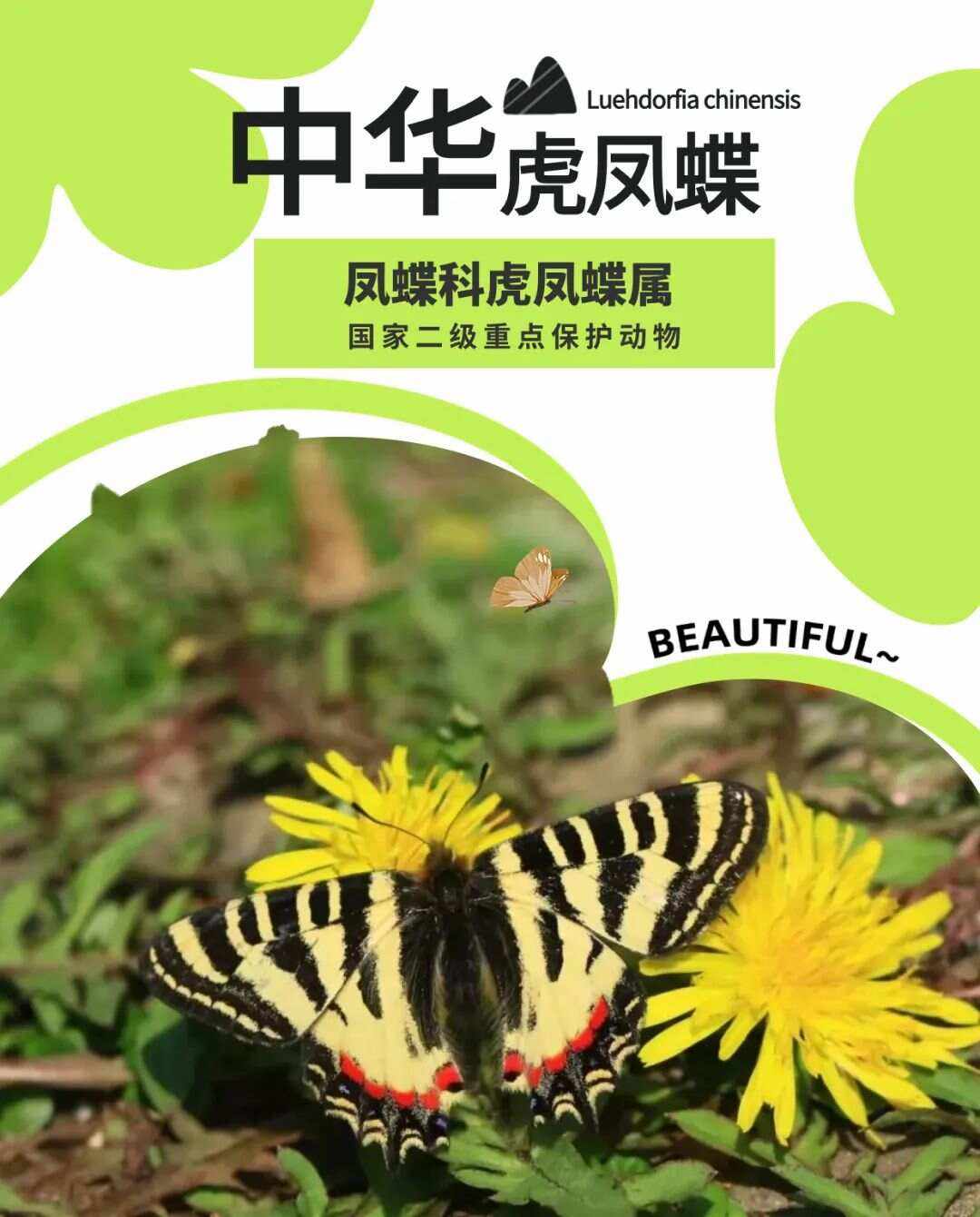 虎凤蝶标记怎么画(中华虎凤蝶长什么样子)